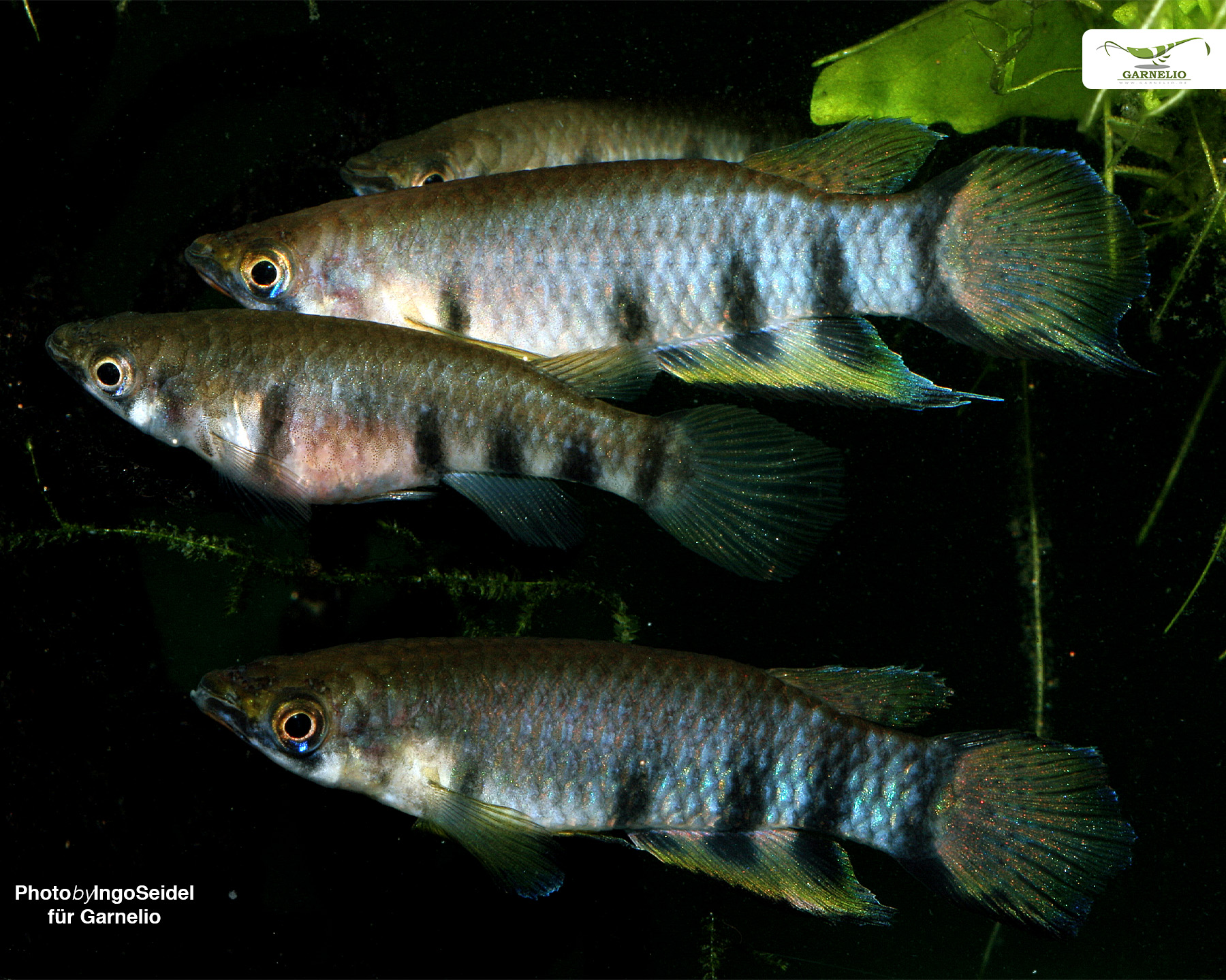 Epiplatys dageti dageti (Crossbanded Pikeling)